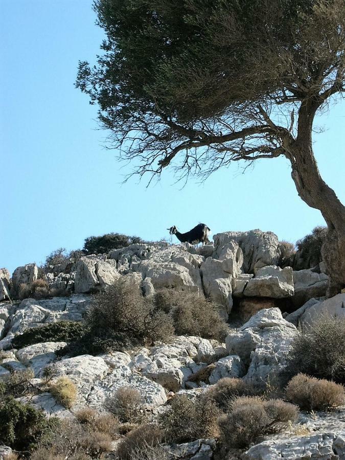 Hiona Cottage Palekastro Dış mekan fotoğraf